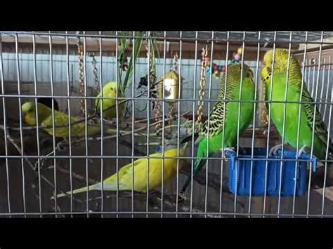 Веточки для попугаев - YouTube