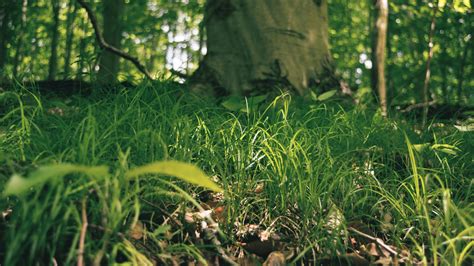 wallpaper nature grass ground  mariosun  hd
