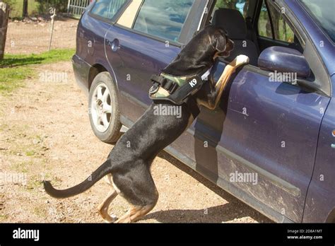 K9 Police Hi Res Stock Photography And Images Alamy