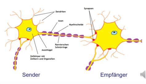 VL 4 Neurophysiologische Grundlagen Des Lernens Karteikarten Quizlet