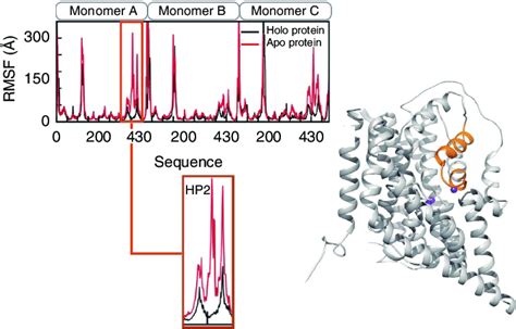 Hp Displays Enhanced Local Flexibility Comparison Of The Protein