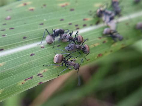 Black weaver ants gather on green leaves 4656808 Stock Photo at Vecteezy