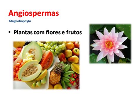 Biologia Que Son Las Plantas Angiospermas Images
