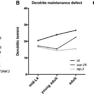 A time course analysis of dendrite development reveals defects in ...