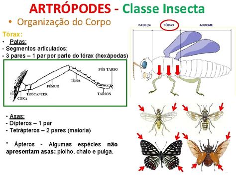 Artrópodes Classe - FILO ARTHROPODA FILO ARTHROPODA CLASSES Insetos Insecta Aracndeos