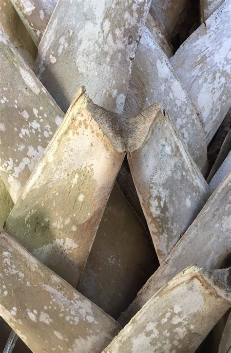 palmetto tree wood 8