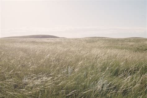 Meet The People Saving Canadas Native Grasslands The Narwhal