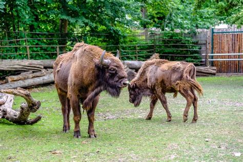 auroch animal  zoo aurochs lives  european nature reserves