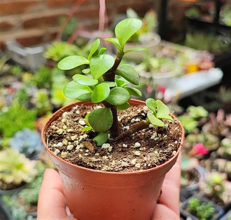 Rbol De Jade O Crassula Ovata Cuidados Y Reproducci N