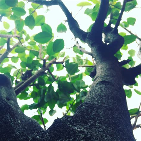 Безплатна снимка : дърво, клон, растение, листо, багажник, продукция ...