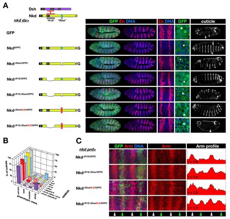 Drosophila Naked Cuticle Nkd Engages The Nuclear Import Adaptor