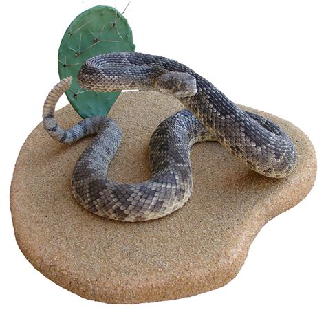 Rattlesnake Hognose Boa Constrictor Kingsnakes Snake Png Download