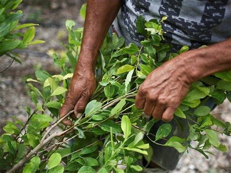 Cultivos de coca rompieron récord en 2022 Colombia sembró 230 000