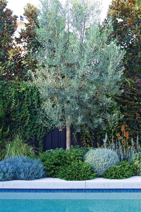 A Practical Perennial Garden In Sydney S South Am Nagement De Jardin