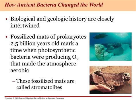 Ppt Evolution Of Microbial Life From Ancient Bacteria To Prokaryotes