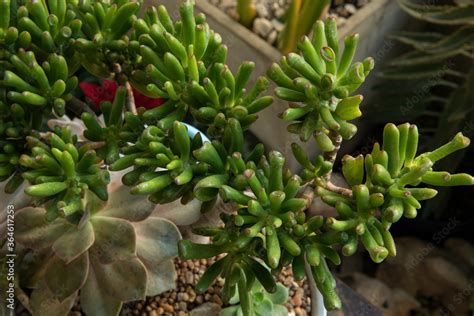 Succulent Plants Decorative Combination Closeup Of A Green Crassula