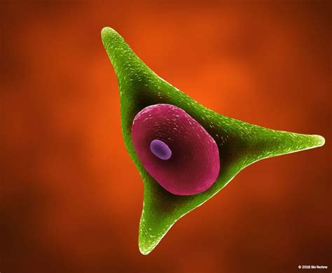 Mesenchymal Stem Cell Markers: R&D Systems