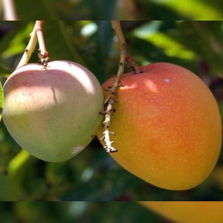 Sindhu Mango Plant Grafted Paradise Flowers