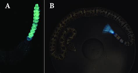 Fluorescence Of The Rattle A And Defensive Rattling Display Of