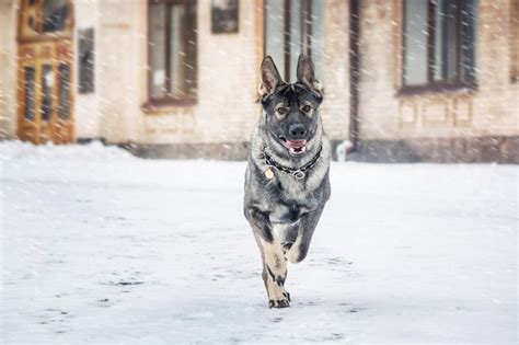 Un Perro Corre En La Nieve Con La Palabra Alemán En El Frente Foto