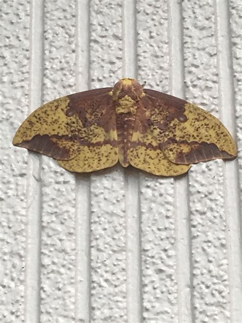 species identification  identifying  moth biology stack exchange