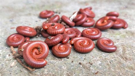 HUNTING RED MILLIPEDES Menangkap Ulat Kaki Seribu YouTube