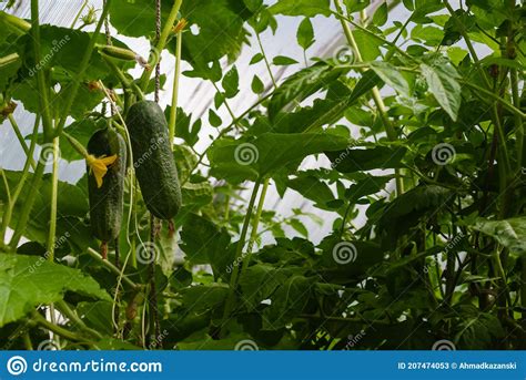 Dos Grandes Pepinos Maduros Cuelgan De Una Rama De Matorral En Un