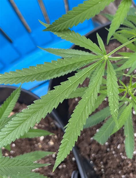 White spots? Fungus? Mites? : r/GrowingMarijuana