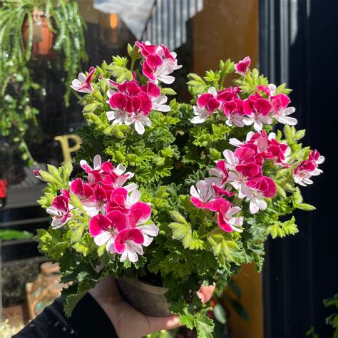 Pelargonium 'Angel Eyes' | grow urban. Edinburgh