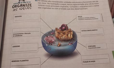 Celulas Sao Seres Vivos - as células são consideradas unidades estruturais e funcionais dos seres ...