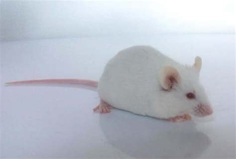 Photograph of an Intor:Swiss mice form the Institute of Virology ...