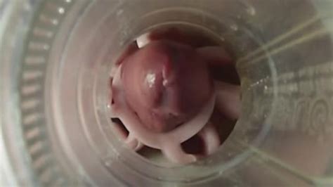 Fleshlight Pornhub Gay