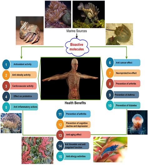 Frontiers Novel Bioactive Compounds From Marine Sources As A Tool For