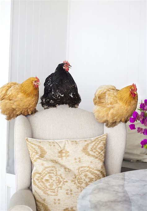 How To Bathe A Chicken For Mites Lice And Other Pests Artofit