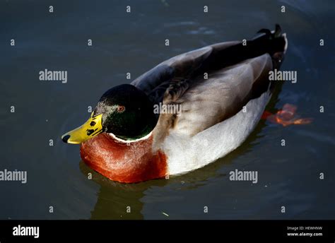 species  dabbling ducks  res stock photography  images alamy