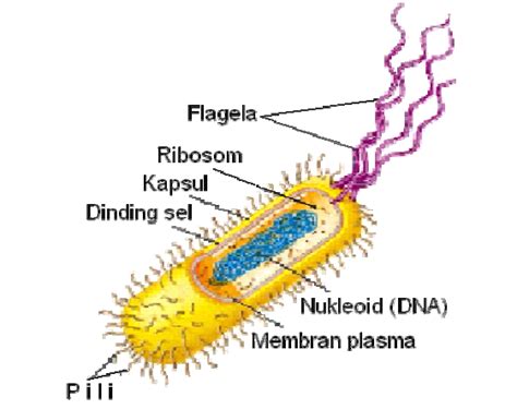 Struktur Sel Prokariotik