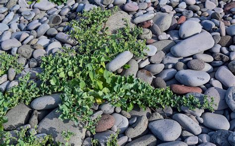 Mertensia maritima - Изображение особи - Плантариум
