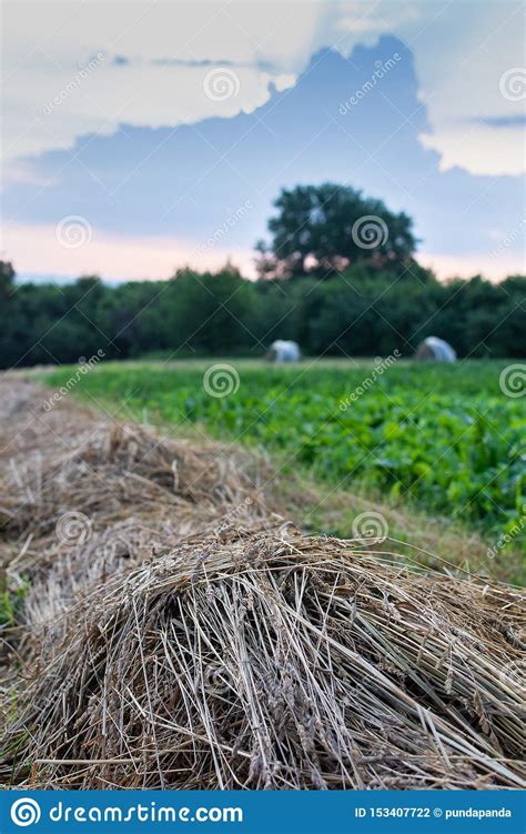 Harvesting Hay In Summer Stock Photo Image Of Food 153407722