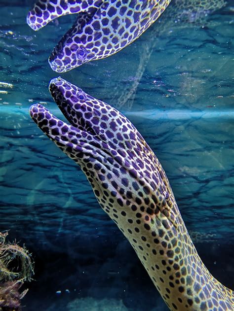 Мурена | Пикабу