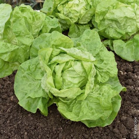 Graines de Laitue pommée Grosse Blonde Paresseuse potager Meilland Richardier