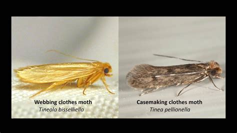 Moths Eating Carpet Nz - Carpet Vidalondon