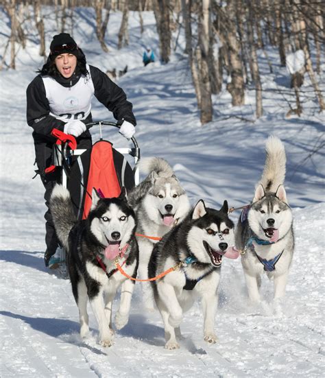 How Do Sled Dogs Help Us