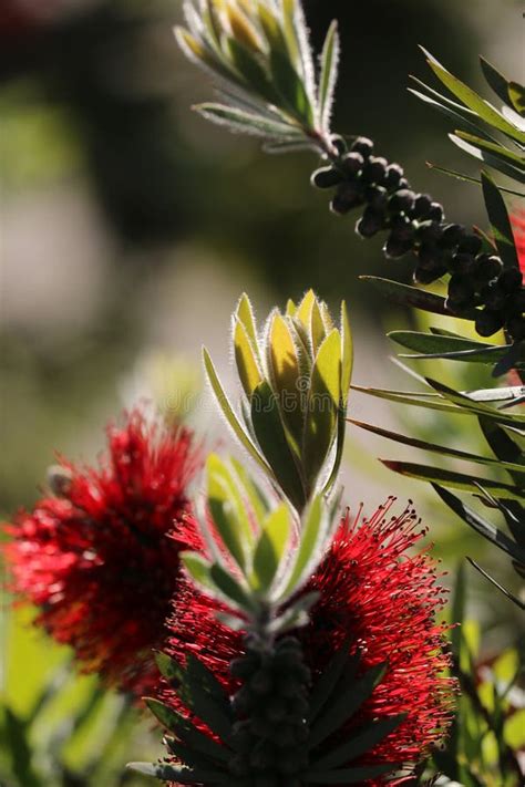 Spring Bloom Series Red Bottlebrush Flowers Callistemon Stock Image