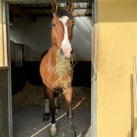 Supportive Laminitis Treatment Hugos Road To Recovery