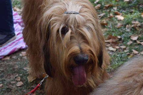 Briard Information & Dog Breed Facts | Dogell.com