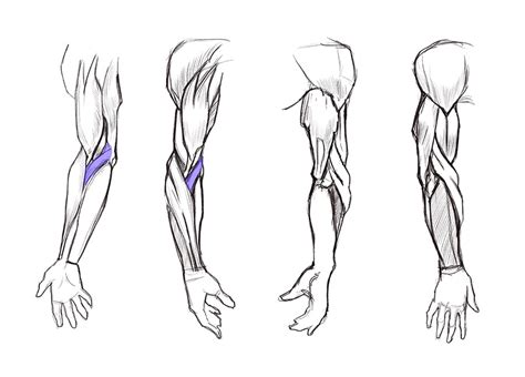 male arm anatomy drawing