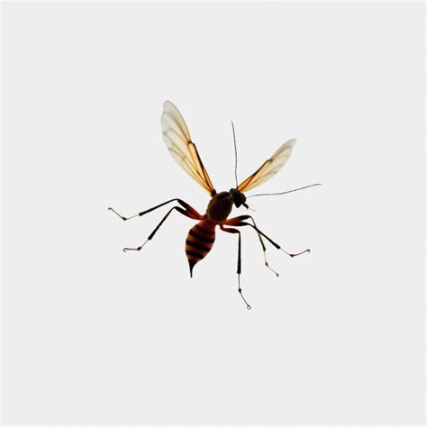 Gnat PSD, High Quality Free PSD Templates for Download | Freepik