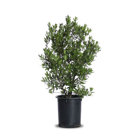 Sweet Bay | Landscape Plant Source : Landscape Plant Source