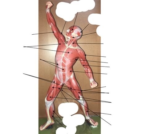 Lab Exercise 9 Human Muscles Anterior View Diagram Quizlet