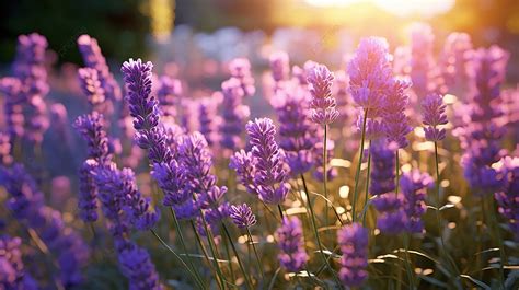 Beautiful Lavender Flowers In The Field Sunset Background Lavender